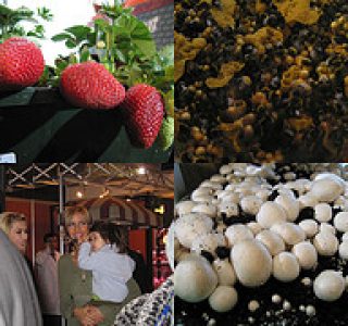 Metro Gastro Buluşması 2006