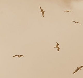 Ağustos Kuşları