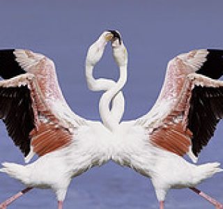 Flamingo – Flamenko