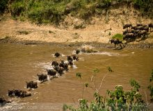 Masai Mara’da Büyük Göç