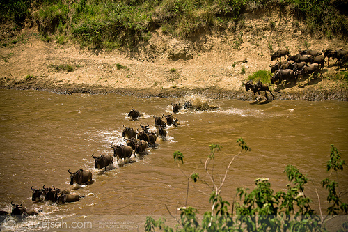 Masai Mara’da Büyük Göç